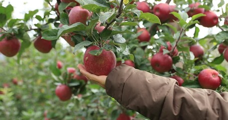 Hands picking red apple in autumn garden