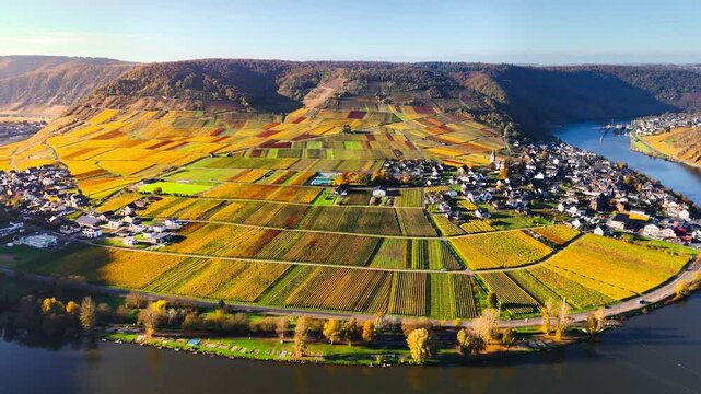 Aerial drone view of autumn vineyard terraces. Mosel Valley wine region Germany Balstein. High quality 4k footage