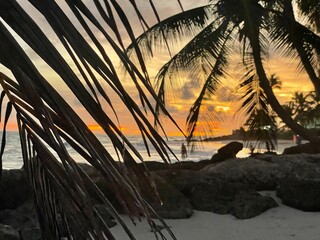 sunset on the beach view through palm tree branches