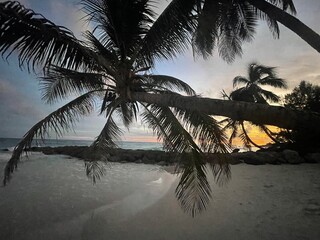 palm tree silhouette on beach at sunset