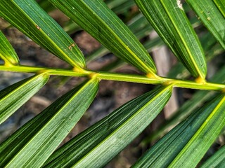 Fototapeta premium green leaves background