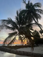 palm trees on the beach at sunset