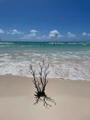 coral tree branch on the beach