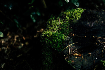 Mossy Stump in Forest