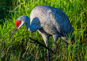 sandhill crane hunting © Eli Freidus