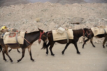 a photograph of a mule in a mountain desert 2