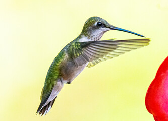 hummingbird in flight at feeder