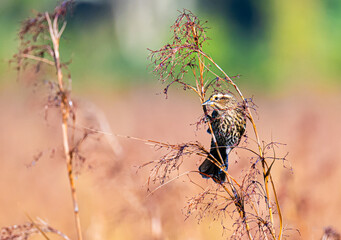 Female Red Wing Blackbird 