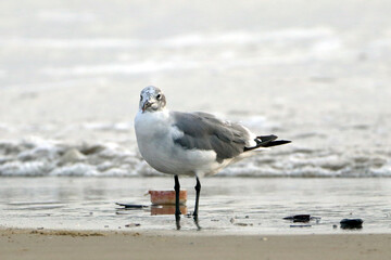 Laughing Gull (Leucophaeus atricilla) perched on the seafront in São Luis, Maranhão