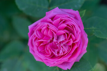 pink rose macro detail shot (focus is specially adjusted)
