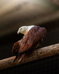 portrait of a bald eagle