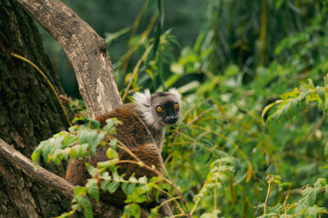 lemur perched on a tree branch