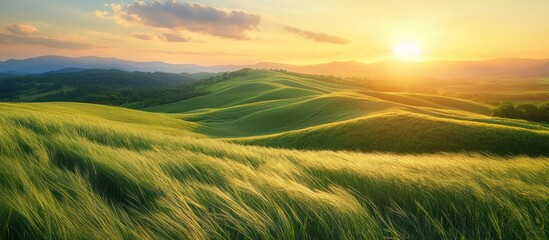 Obraz premium Golden sunset over rolling green hills with grass blowing in the wind.