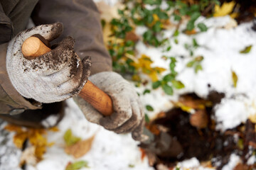A gardener plants tulip bulbs in the garden in the fall