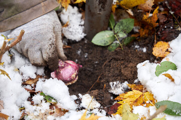 A gardener plants tulip bulbs in the garden in the fall