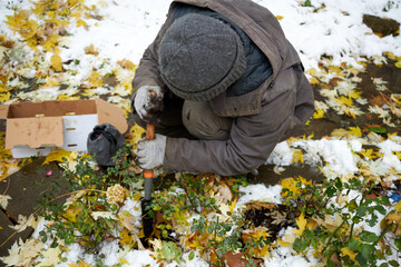 A gardener plants tulip bulbs in the garden in the fall
