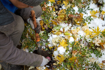 A gardener plants tulip bulbs in the garden in the fall