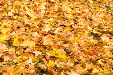 Autumn background from a carpet of yellow tree leaves
