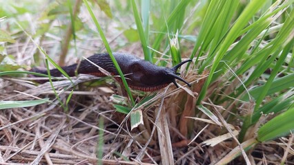 Black snail on grass