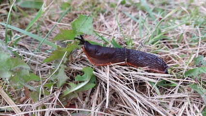 Black snail on grass