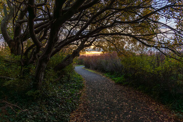 Naklejka premium Serene Sunrise View From Victoria Pathway on Vancouver Island