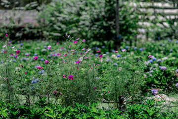 Flower garden landscape background, garden decoration in cafes and restaurants, for beauty and a photo corner for customers to relax and unwind their eyes.
