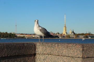 Seagull on a parapet of concrete near the sea of the river. Seabirds animals