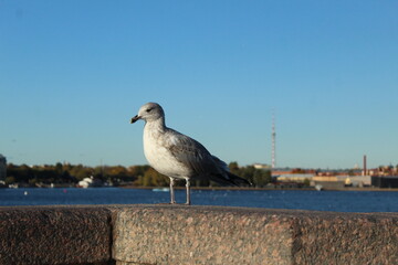 Feeding Seagull. Feeding birds near the water of the sea and the river