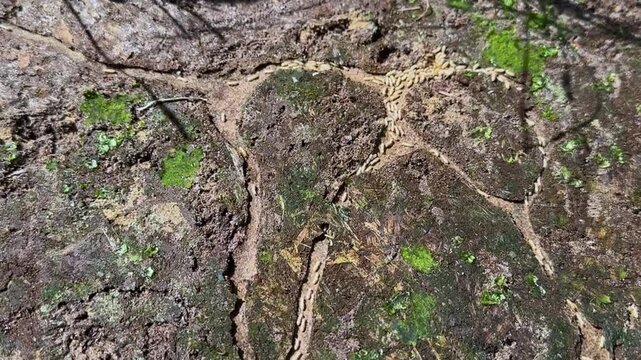 Mud tunnels from above with termites traveling both directions