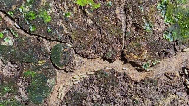 Close up of termites traveling in mud tunnels they have built. 
