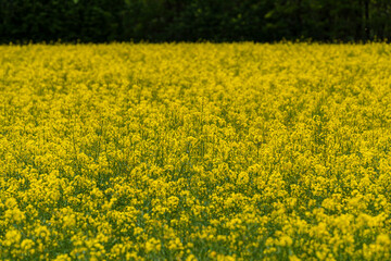 Rapeseed field