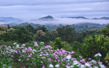 Obraz premium A colorful flower with mountain view on foggy morning