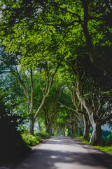 Fototapeta premium Iconic Tree-lined Path in Northern Ireland called the Dark Hedges