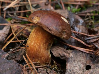 Podgrzybek © Maciej Bonk