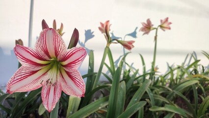 Blooming Amaryllis (Hippeastrum) white flower with red stripes