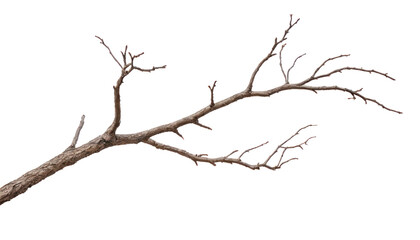Dry branch of a tree isolated on a white background, PNG background