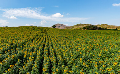 Sunflower field, Manee Sorn farm, Nakhon Ratchasima province, Thailand