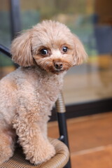 椅子に座っているトイ・プードル