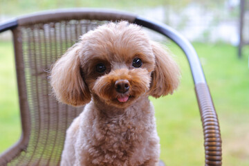 椅子に座っているトイ・プードル