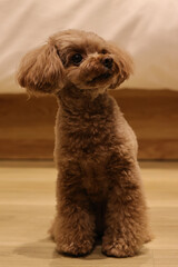 お座りをしてご褒美を待つトイ・プードル