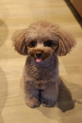 舌を出しながらお座りをするトイ・プードル