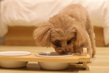 ごはんを食べているトイ・プードル