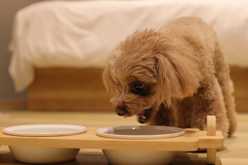 ごはんを食べているトイ・プードル