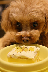 生まれて初めてペット用ケーキを食べるトイ・プードル