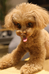 生まれて初めてペット用ケーキを食べるトイ・プードル