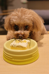 生まれて初めてペット用ケーキを食べるトイ・プードル