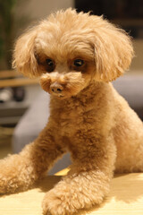 生まれて初めてペット用ケーキを食べるトイ・プードル