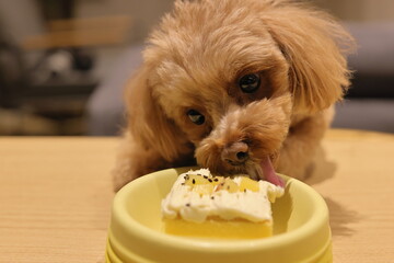 生まれて初めてペット用ケーキを食べるトイ・プードル
