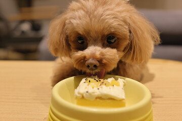 生まれて初めてペット用ケーキを食べるトイ・プードル