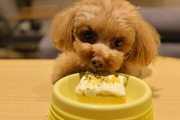 生まれて初めてペット用ケーキを食べるトイ・プードル